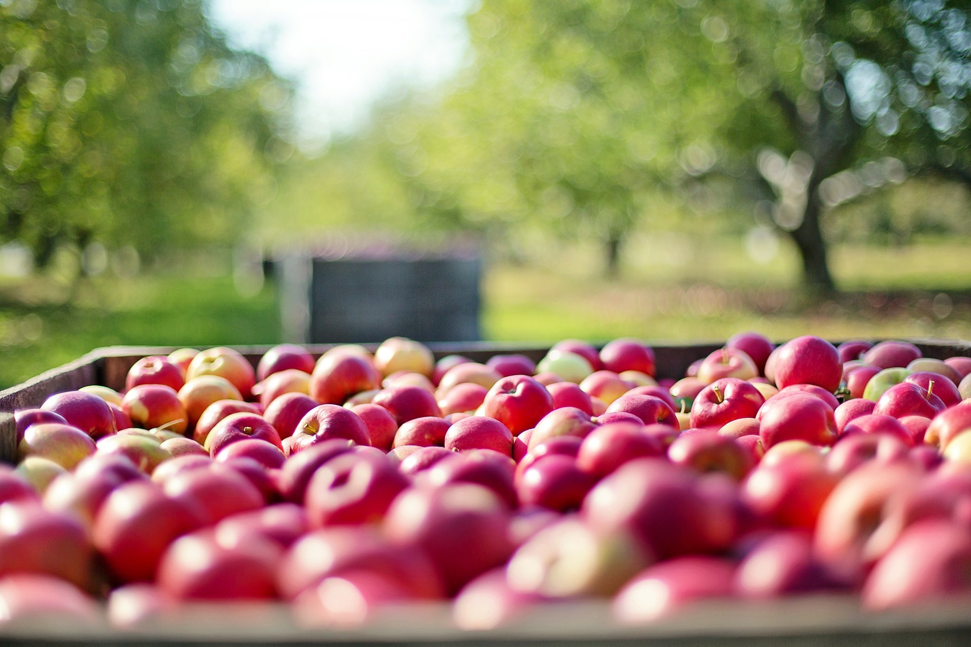 В Україні очікують зменшення врожаю яблук та груш